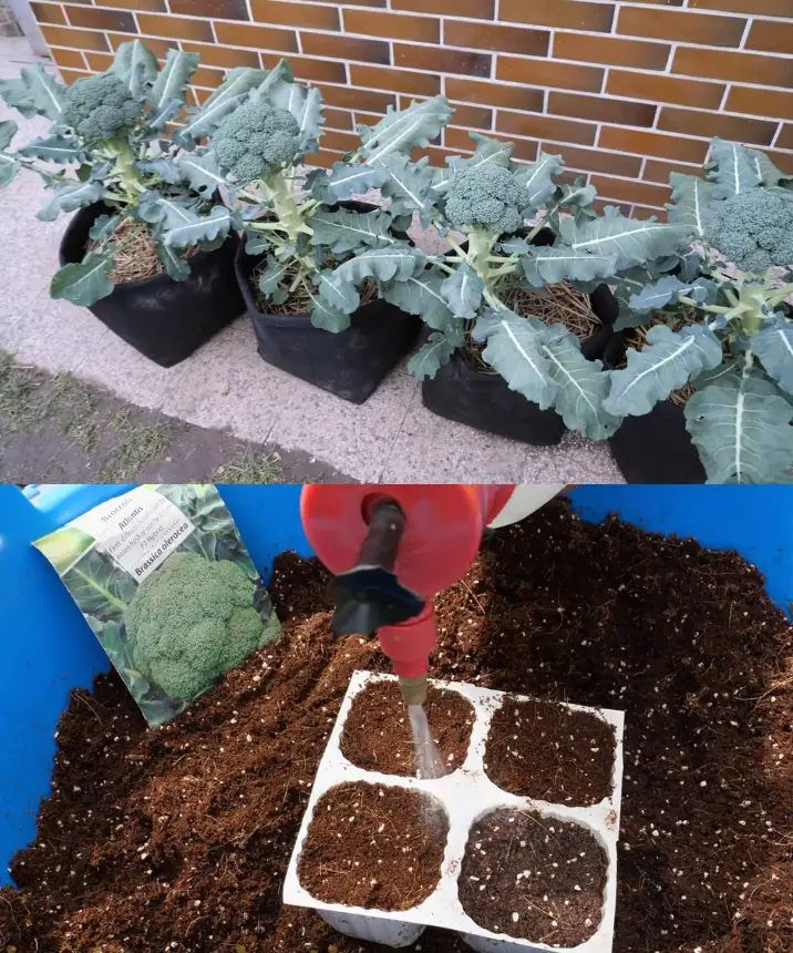 Growing Broccoli From Seed To Harvest In Container Garden Calabrese