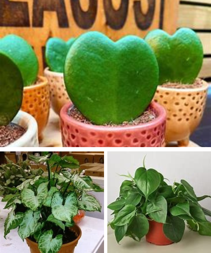 Spread The Love With These 5 Heart Shaped Houseplants Grandma Widsom Tips 