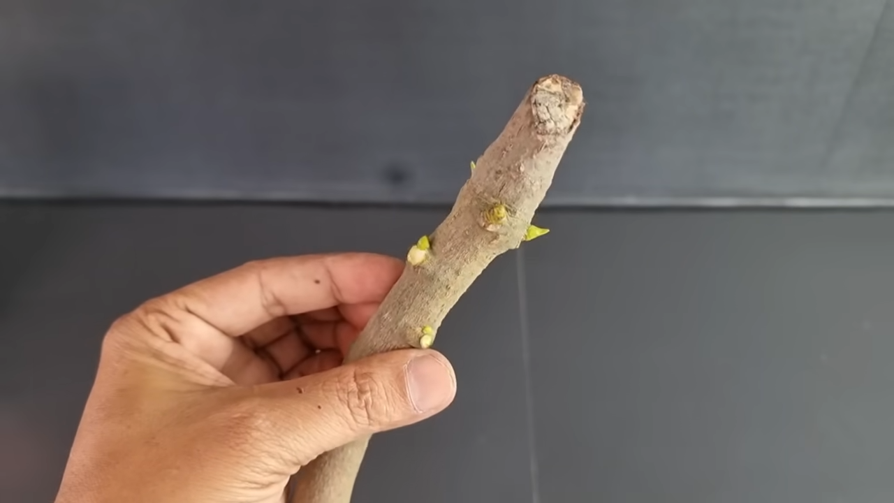 Growing Mango Tree From Cutting In A Coca-Cola | Coca-Cola Experiment ...