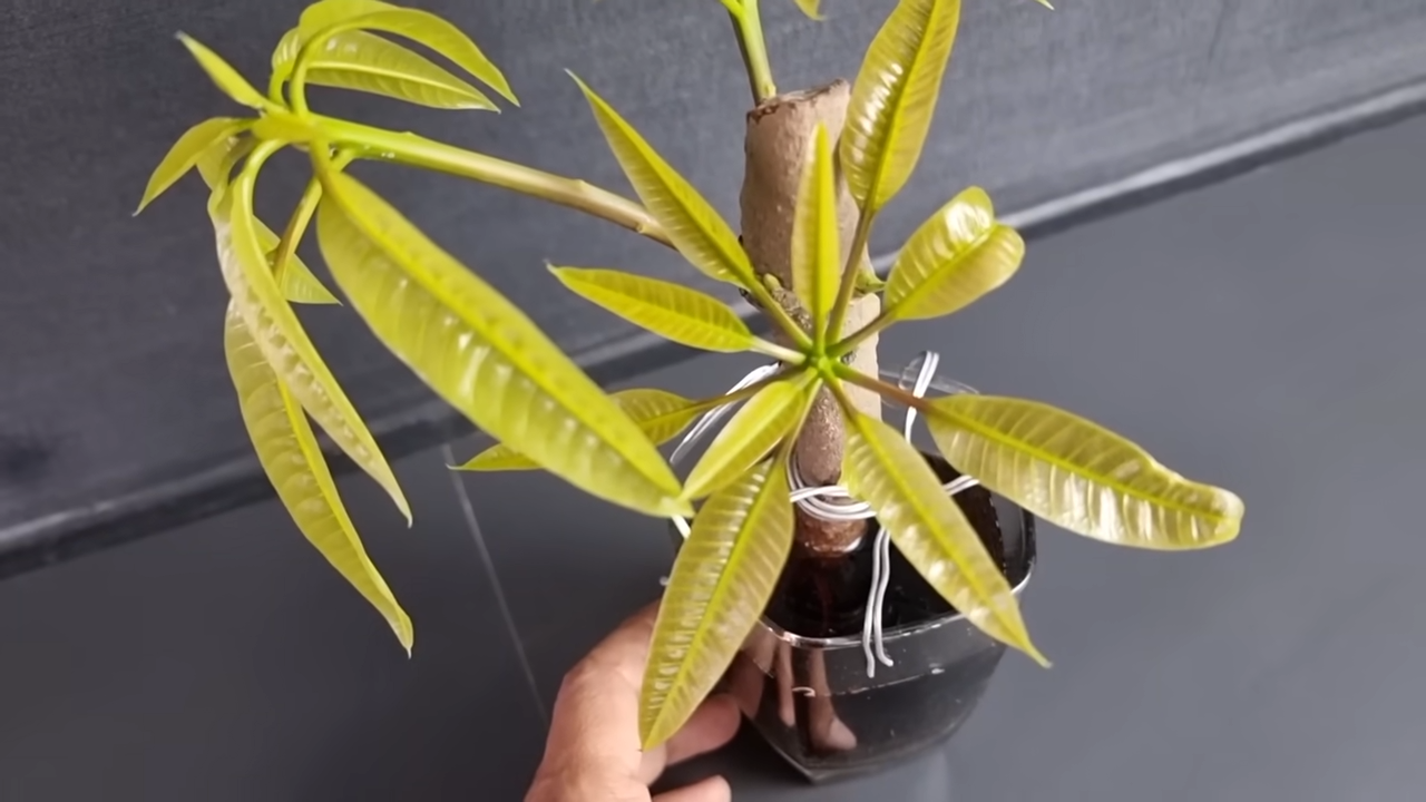 Growing Mango Tree From Cutting In A Coca-Cola | Coca-Cola Experiment ...