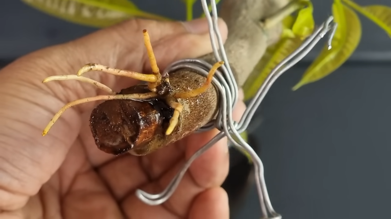 Growing Mango Tree From Cutting In A Coca-Cola | Coca-Cola Experiment ...