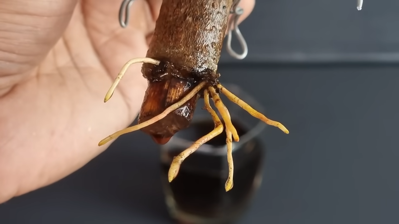 Growing Mango Tree From Cutting In A Coca-Cola | Coca-Cola Experiment ...